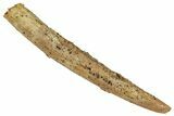 Fossil Sauropod Dinosaur (Rebbachisaurus) Tooth - Morocco #329039-1